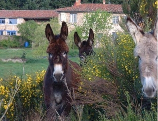  Walks with donkeys 